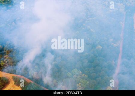 Un fuoco di fuoco nella foresta, alberi bruciati, fumo Foto Stock