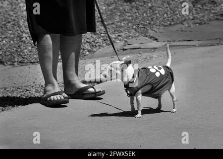 Una donna cammina il suo animale domestico chihuahua su un marciapiede a Santa Fe, New Mexico. Foto Stock