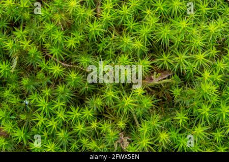 Terreno forestale sopravissuto con muschio di torba (Sphagnum), primo piano come una texture o sfondo. Foto Stock