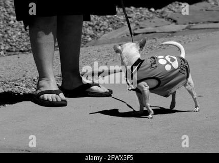 Una donna cammina il suo animale domestico chihuahua su un marciapiede a Santa Fe, New Mexico. Foto Stock