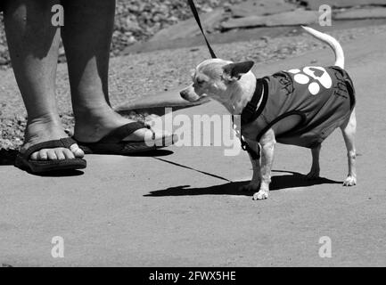 Una donna cammina il suo animale domestico chihuahua su un marciapiede a Santa Fe, New Mexico. Foto Stock