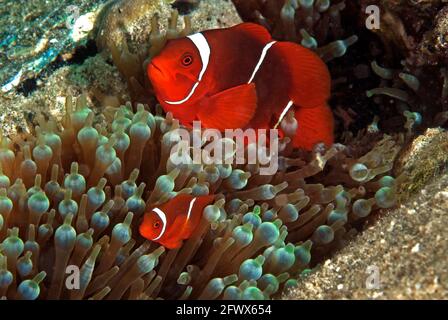 Coppia di anemonefish spinecheek (Premnas biaculeatus) su anemone con tetto a bolla, Isole Salomone Foto Stock