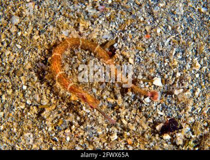 Pesce pipefish sul fondo delle macerie, Isole Salomone Foto Stock