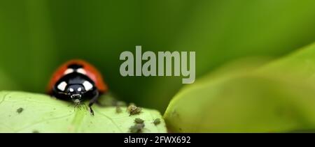 Controllo naturale dei parassiti: Dettaglio di un ladybug che mangia un'afide su una foglia di albero Foto Stock