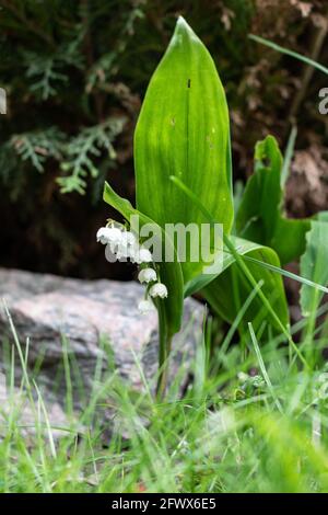 Il giglio della valle, convallaria majalis Foto Stock