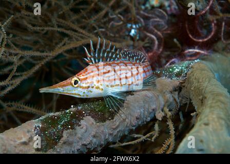 Pesce falco di Longnose (Oxycirrhites typus) sittring sul ramo di ventilatore di mare, Lembeh Strait, Sulawesi, Indonesia Foto Stock