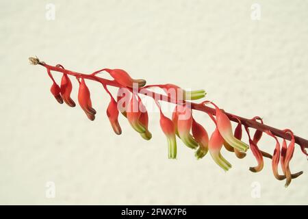 Fiori di aloe su sfondo bianco Foto Stock