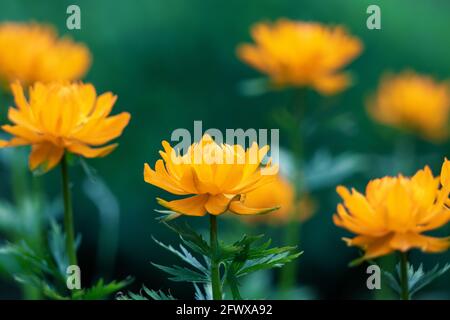 Fiori di arancio di Trollius asiaticus - fioritura di fiori di gobbeito asiatici Foto Stock