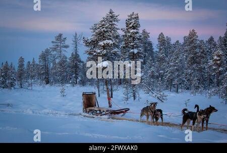 Cani da slitta a Kiruna, Lapponia svedese, dicembre 2020. Foto Stock