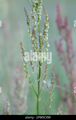 Closeup di sorbetto rosso, Rumex acetosella Foto Stock