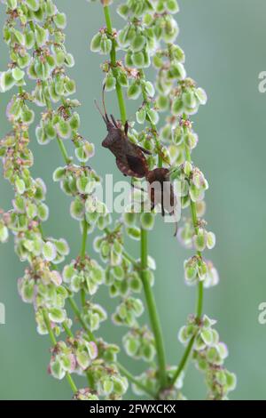 Bug dock di accoppiamento, Coreus marginatus su rosso sorbetto, Rumex acetosella Foto Stock