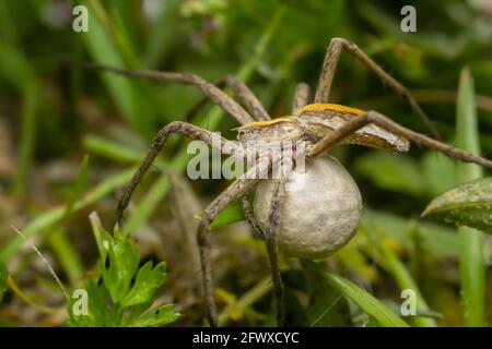 Femmina nido web ragno, Pisaura mirabilis tra erba che porta eggsac, macro foto Foto Stock