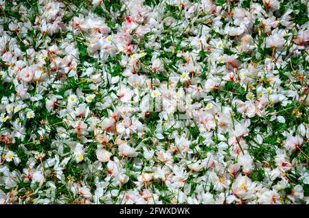 petali di fiori di ciliegio sull'erba con fiori, texture floreale romantica. Foto di alta qualità Foto Stock