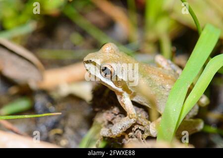 Pacific Tree Frog in Baja California Oasis Foto Stock