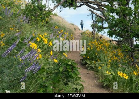 Un escursionista cammina lungo il percorso presso la riserva naturale Tom McCall a Mosier, Oregon. Durante la primavera la gente viene a vedere i fiori selvatici, compreso il balsamro Foto Stock