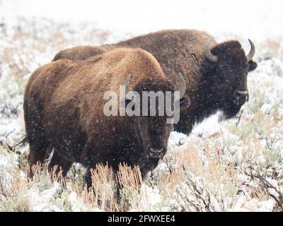 Bison (Buffalo) che fora in un paesaggio solitario di neve a Yellowstone National Parcheggio Foto Stock