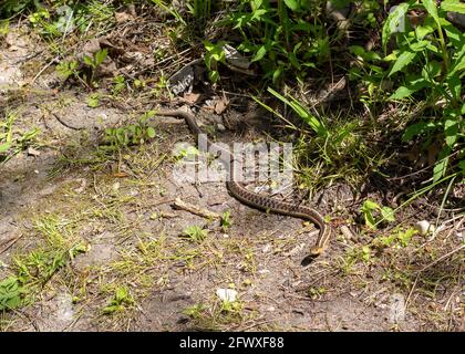 Serpente orientale - Thamnophis sirtalis sirtalis - scivolando sul lato di un sentiero in Ontario, Canada. Foto Stock