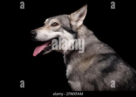 Il bel cane lupo di Saarlos Foto Stock