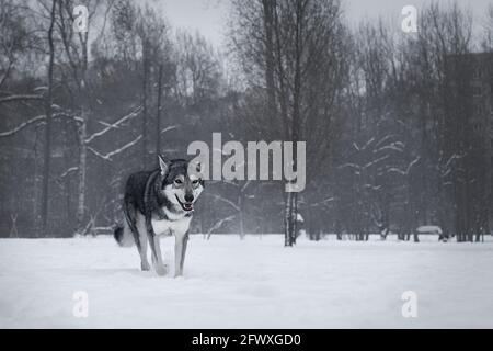 Il bel cane lupo di Saarlos Foto Stock