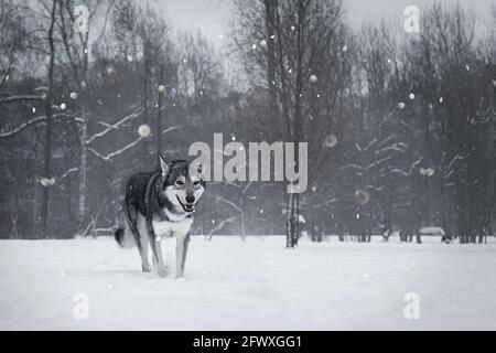 Il bel cane lupo di Saarlos Foto Stock