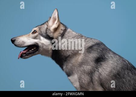 Il bel cane lupo di Saarlos Foto Stock