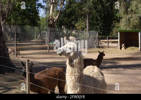 Lama glama nella fattoria. Foto Stock