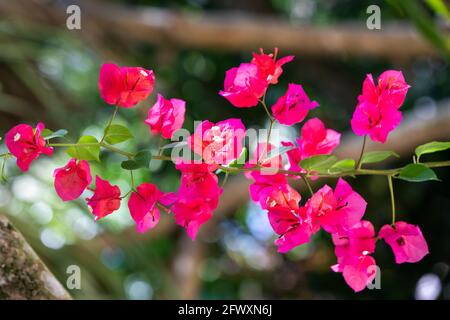 Rosa viola bougainvillea spectabilis, con grandi bratte settali colorati che circondano tre semplici fiori cerosi, su sfondo verde Foto Stock