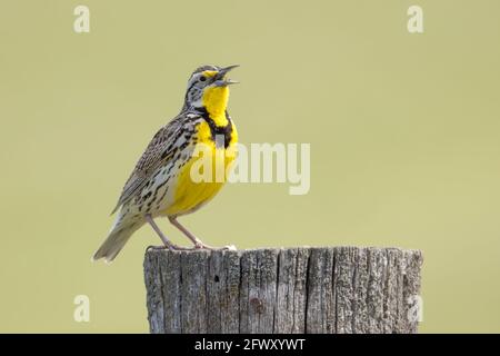 Un meadowlark weatern è appollaiato su un palo di legno e canta al National Elk and Bison Range nel Montana occidentale. Foto Stock