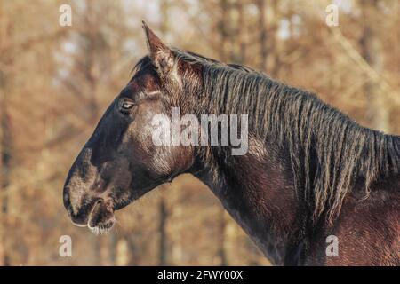 ritratto di uno stallone nero nonio Foto Stock