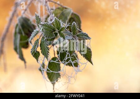 Primo piano di una pianta coperta di spiderwebs surgelati Foto Stock