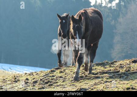 Due cavalli neri su un paddock invernale Foto Stock