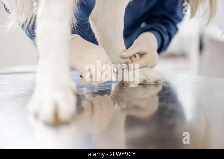 Veterinario tagliare le artigli di un grande cane bianco in una clinica veterinaria, mentre il paziente in piedi al tavolo esame. Primo piano sulla zampa. Foto Stock