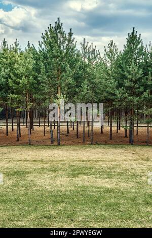 Pittoresca foresta artificiale boschiva con file di giovani pini cresce sotto il cielo blu con nuvole soffici in primavera soleggiata giorno Foto Stock