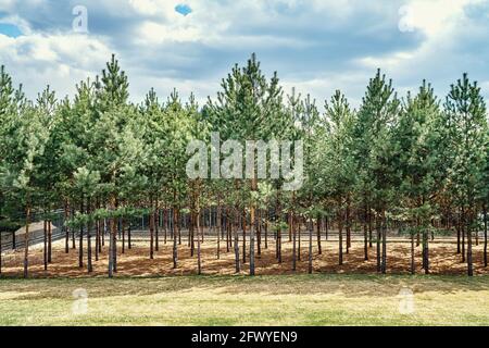 Pittoresca foresta artificiale boschiva con file di giovani pini cresce sotto il cielo blu con nuvole soffici in primavera soleggiata giorno Foto Stock