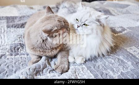 British shorthair gatto grigio e bianco britannico longhair dolce coppia Foto Stock