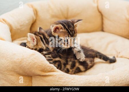 Closee-up piccoli gattini bengala sul cuscino del gatto Foto Stock