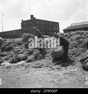 Reportage del campo di internamento sul Levantkade ad Amsterdam. Ora ci sono circa 4,200 prigionieri, c'è spazio per 30,000 persone, giugno 1945, collaboratori, prigionieri, campi di internamento, Seconda guerra mondiale, purges, Paesi Bassi, foto agenzia stampa del XX secolo, notizie da ricordare, documentario, fotografia storica 1945-1990, storie visive, Storia umana del XX secolo, che cattura momenti nel tempo Foto Stock