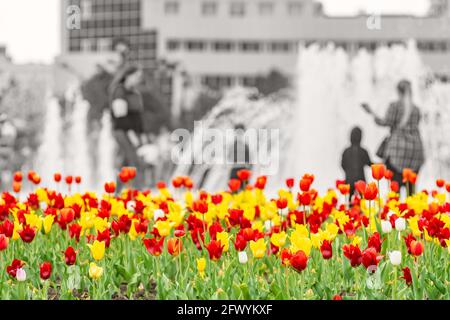 tulipani colorati, rossi, gialli e bianchi crescono in un letto di fiori in un parco cittadino Foto Stock