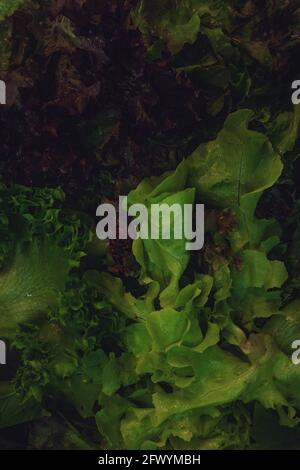 verdure fresche tagliate miste iceberg lattuga corallo rosso e quercia verde primo piano Foto Stock