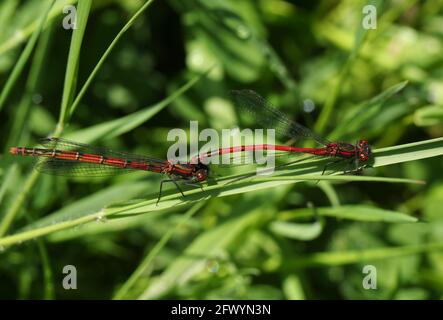 Un accoppiamento di Damselfly rosso grande, la ninfula di Pyrhosoma, perching su una lama di erba.