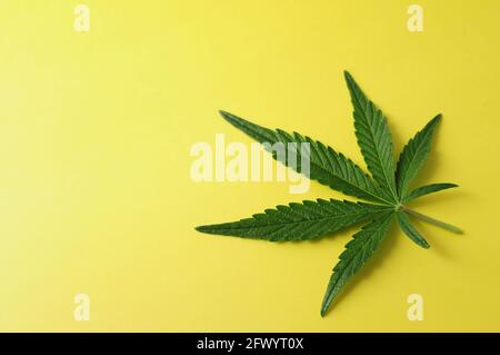 Bella foglia di cannabis isolato su sfondo giallo. Pianta di marijuana fresca in primo piano, vista dall'alto, in piano. Foto Stock