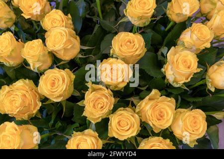 Bouquet di rose gialle primo piano. Sfondo di fiori di rose. Foto Stock