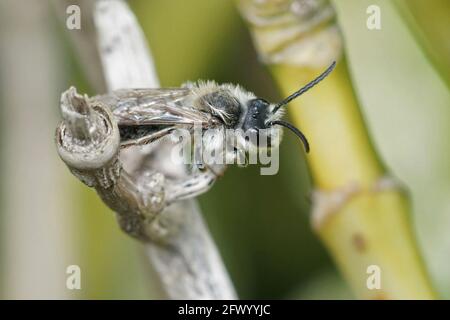 Primo piano di un Andrena barbilabris, in piedi su uno stelo di pianta Foto Stock