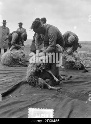 Festa di tosatura degli ovini sulla brughiera nei pressi di Ede, 16 maggio 1956, HEIDE, Paesi Bassi, foto agenzia stampa del xx secolo, notizie da ricordare, documentario, fotografia storica 1945-1990, storie visive, Storia umana del XX secolo, che cattura momenti nel tempo Foto Stock