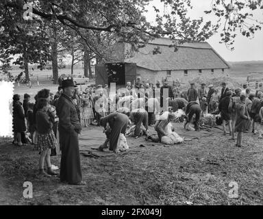 Festa della tosatura degli ovini sulla brughiera nei pressi di Ede, 16 maggio 1956, HEIDE, Paesi Bassi, foto agenzia stampa del xx secolo, notizie da ricordare, documentario, fotografia storica 1945-1990, storie visive, Storia umana del XX secolo, che cattura momenti nel tempo Foto Stock