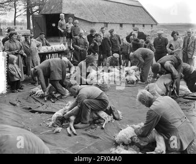 Festa di tosatura degli ovini sulla brughiera nei pressi di Ede, 16 maggio 1956, HEIDE, Paesi Bassi, foto agenzia stampa del xx secolo, notizie da ricordare, documentario, fotografia storica 1945-1990, storie visive, Storia umana del XX secolo, che cattura momenti nel tempo Foto Stock