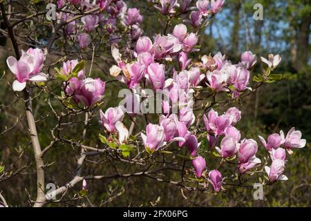 Magnolia soulangeana fiori di Borgogna in famiglia: Magnoliaceae Foto Stock