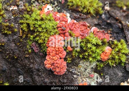 Peniophora rufa, conosciuto come cervello di albero rosso, fungo selvaggio dalla Finlandia Foto Stock