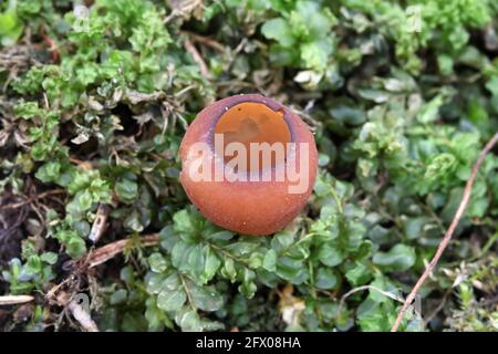 Anemone cup, Dumontinia tuberosa, funghi selvatici dalla Finlandia Foto Stock