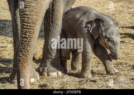 Giovane elefante asiatico, in piedi accanto alle gambe della madre al sole mentre tiene il suo tronco Foto Stock